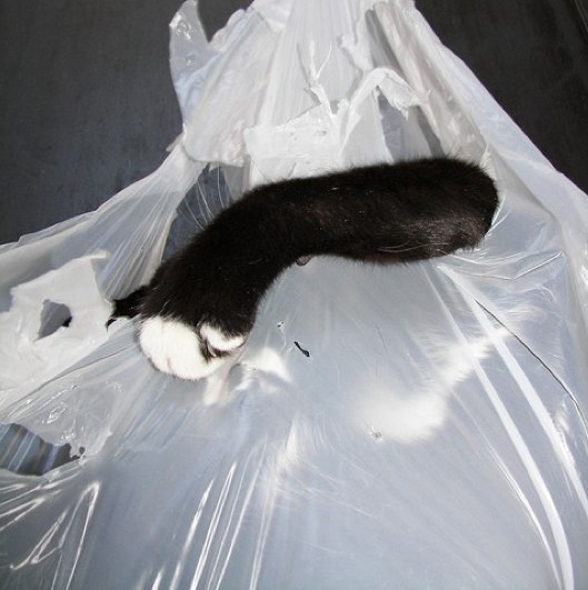 The Dude In A Bag | Flickr - Photo Sharing!